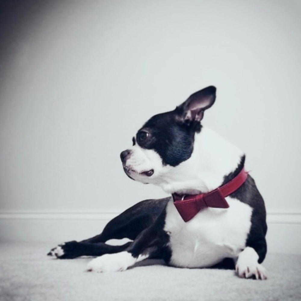 📦 MOVING SALE 🚛 Doggie Bow Tie 🎩 for your little gentleman